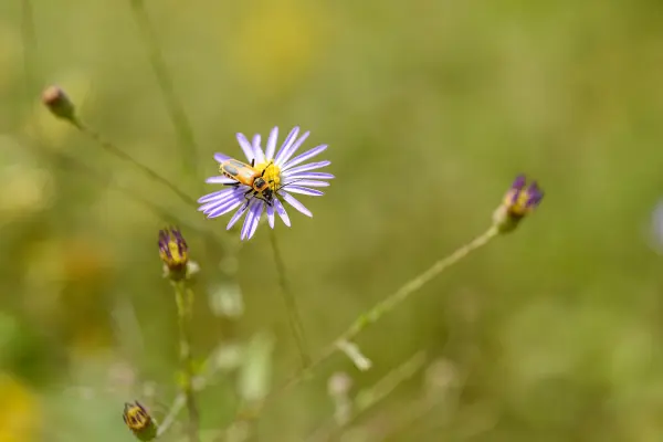 Bee gathering pollen on a purple aster