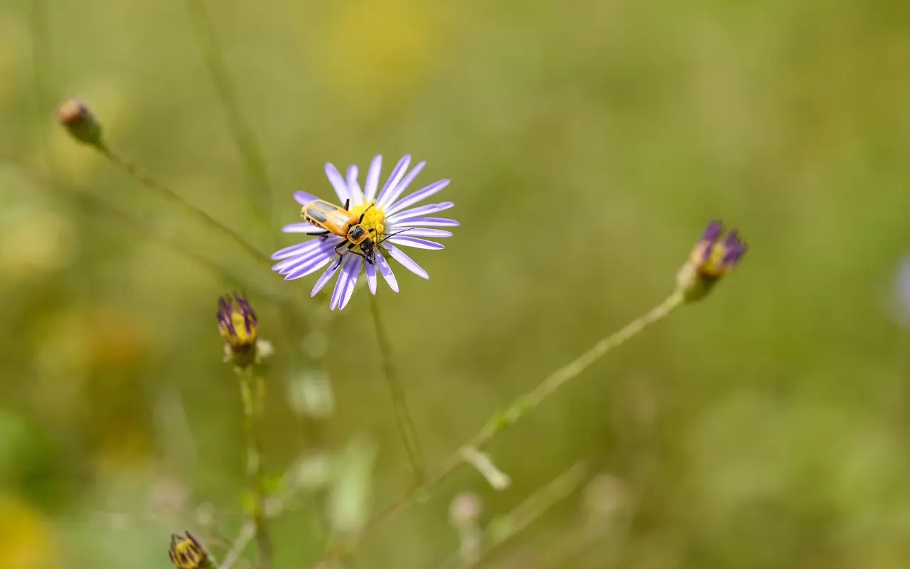 Bee working a purple aster flower on Marthas Vineyard