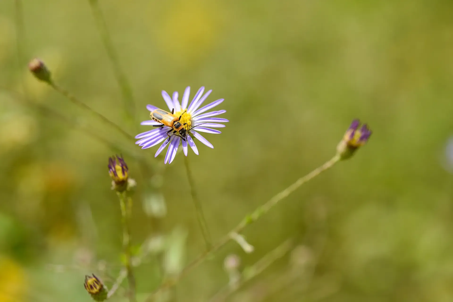 A pollinator working an aster