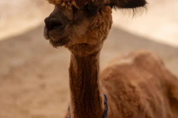 Dark brown alpaca in the sunny paddock