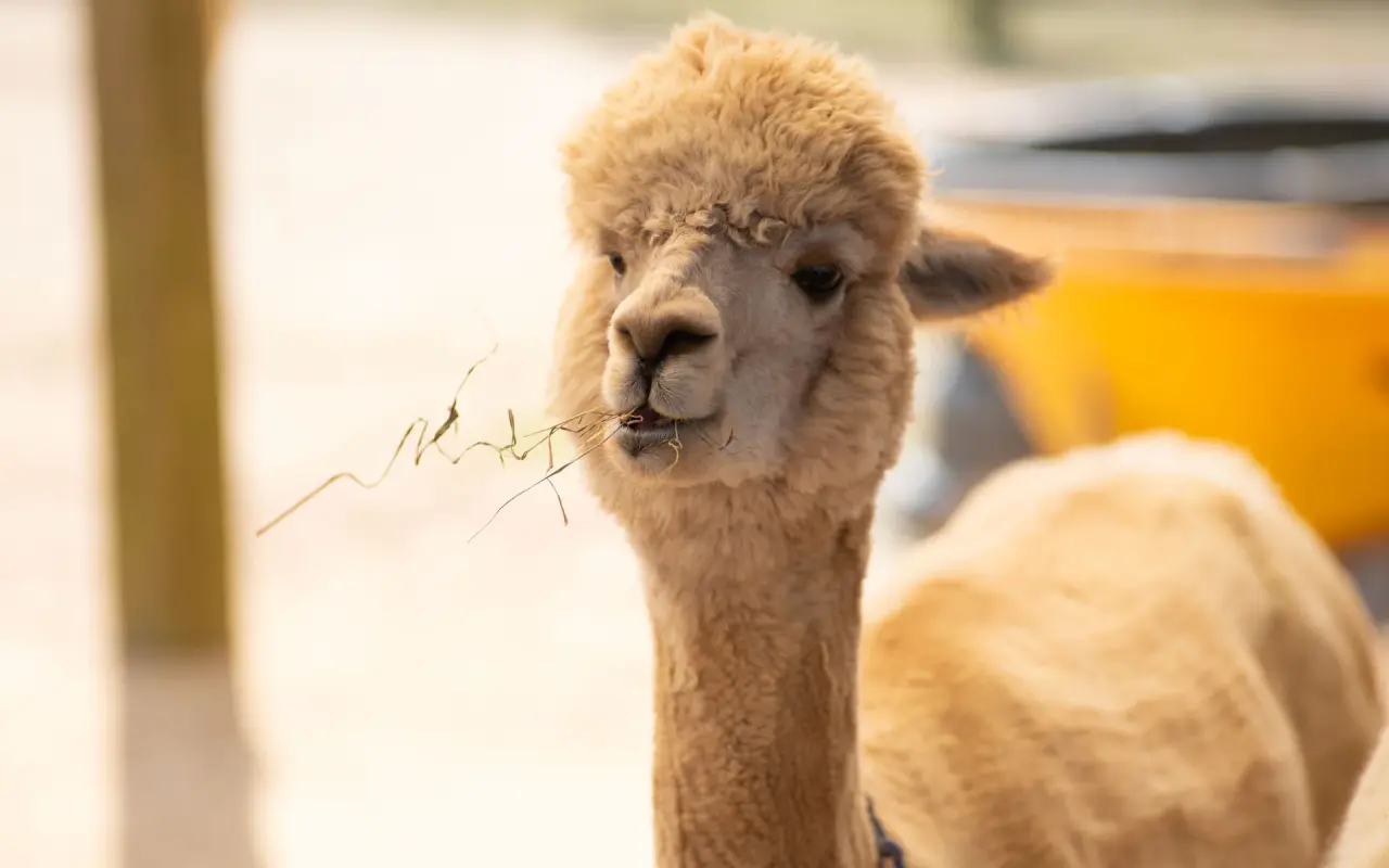 Alpaca eating hay in barn at Island Alpaca Company, Martha's Vineyard