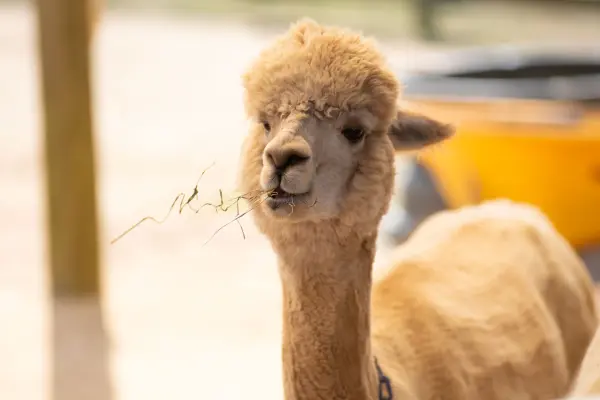 Alpaca munching a mouthful of hay