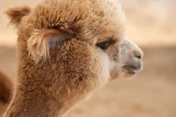 Close-up profile of a fluffy fawn alpaca