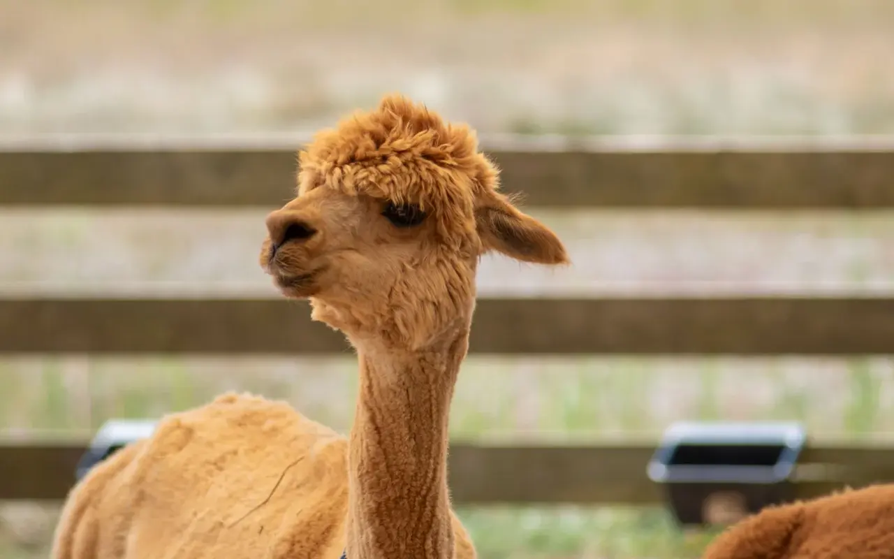 A tan alpaca with a fluffy topknot standing at a wooden fence