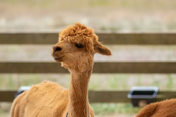 Fawn alpaca with a fluffy topknot by the fence