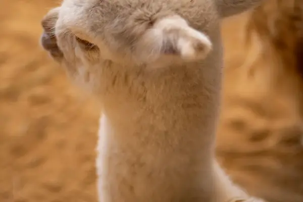 Soft close-up of a white alpaca cria