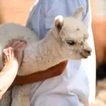 Island Alpaca