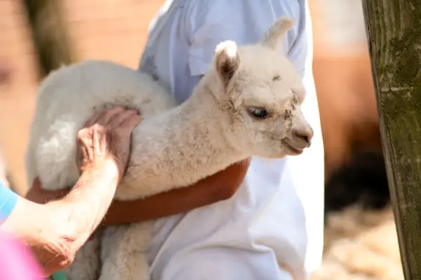 Handler cradling a white alpaca cria