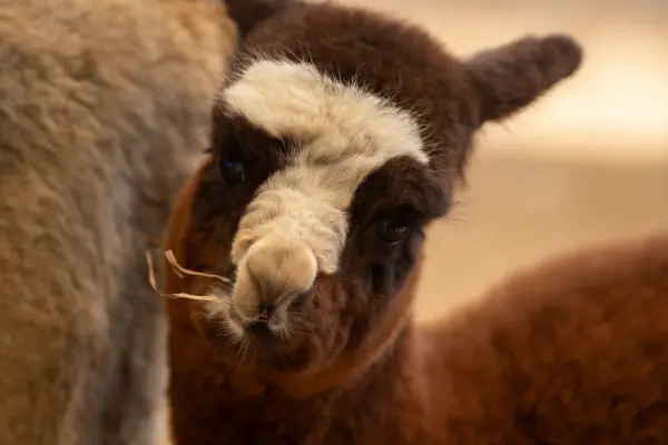 Young brown alpaca with a white blaze chewing hay