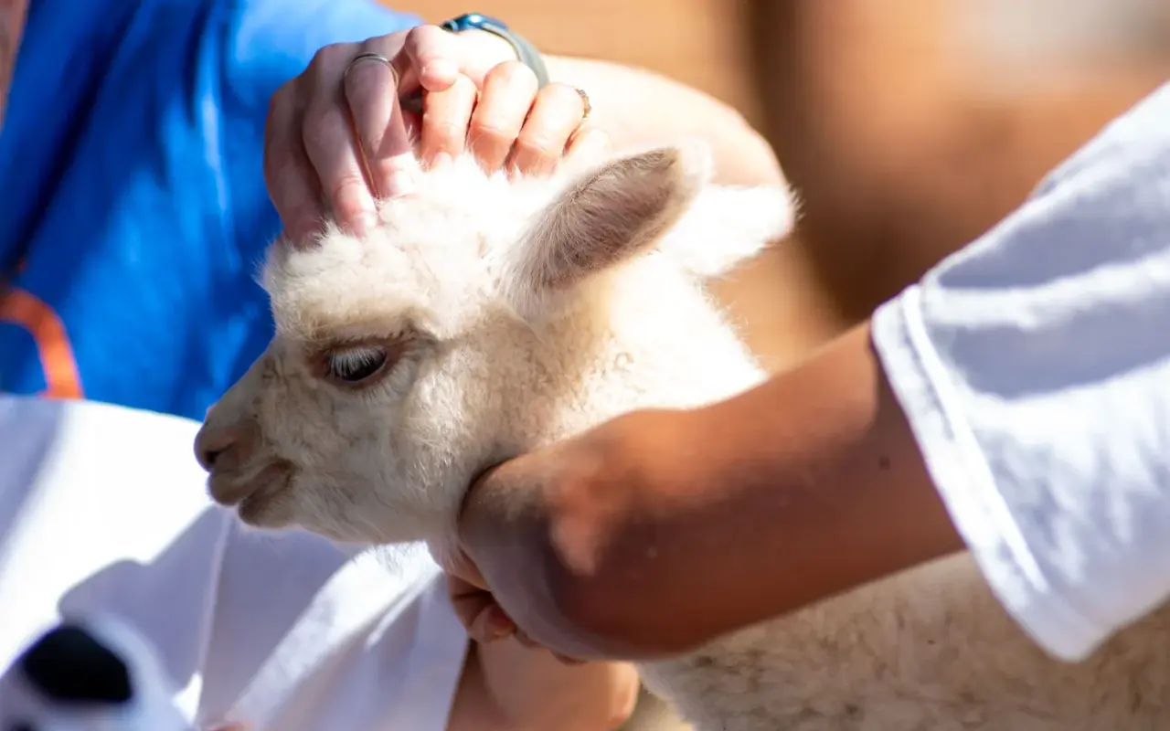 Visitors petting a white baby alpaca at Island Alpaca farm on Martha’s Vineyard