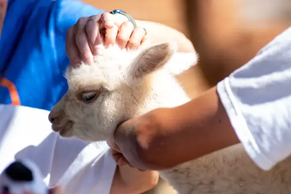 Visitors petting a white baby alpaca at Island Alpaca