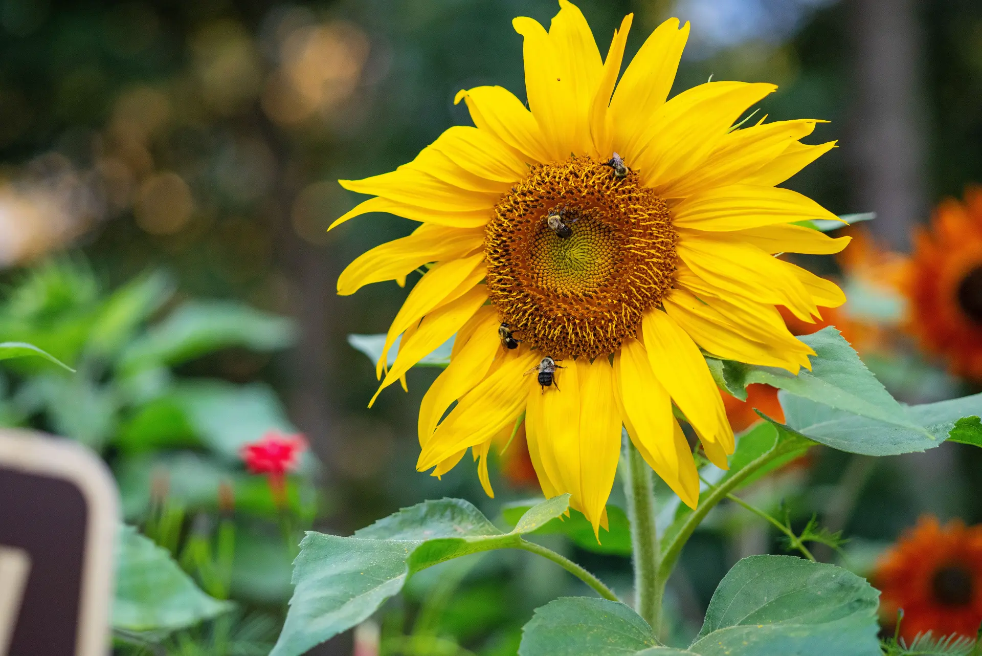 Bees crowding a sunflower