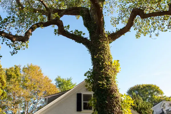 Massive ivy-covered tree towering over a Vineyard Haven house