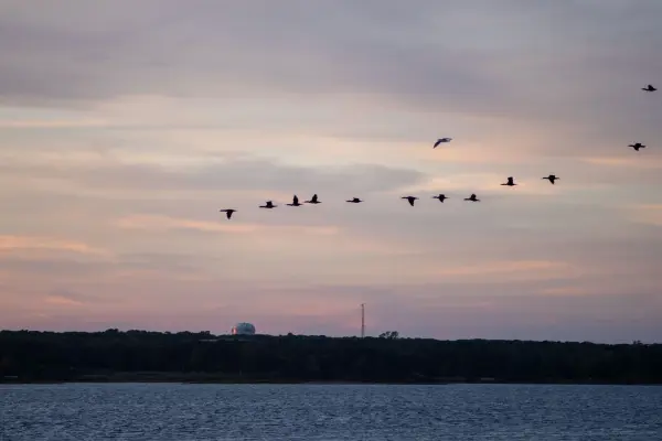 Flock of birds flying in formation at sunset over the water