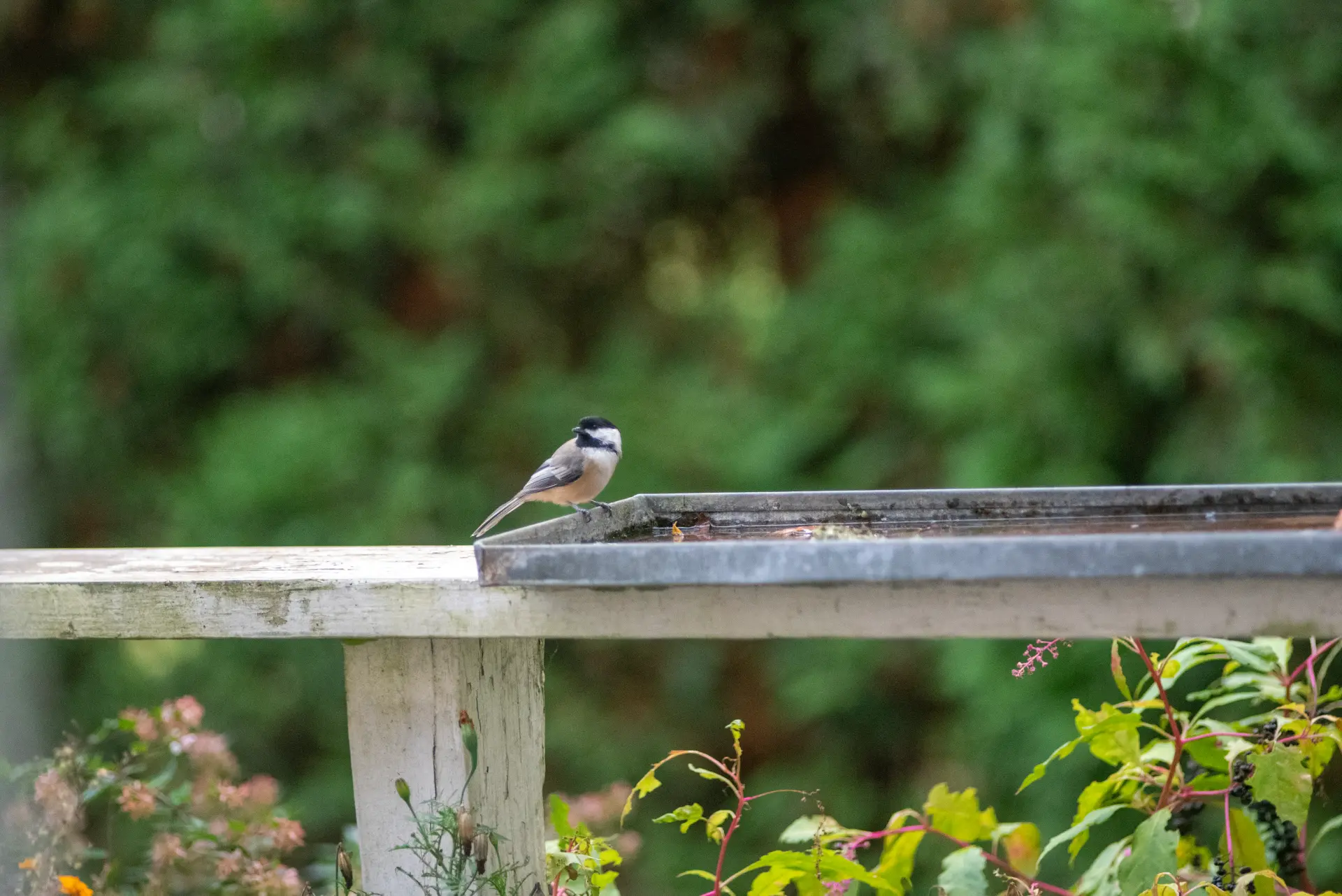 A chickadee on the fence rail