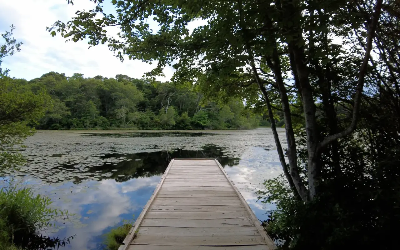 Wooden dock on Blackwater Pond in West Tisbury with trees reflected in still water