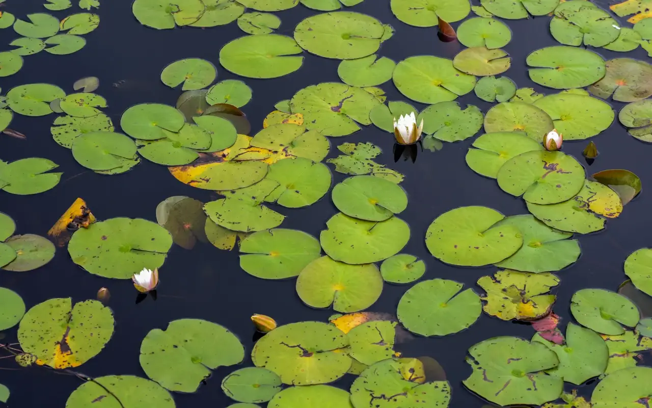 White water lilies among lily pads on Blackwater Pond in West Tisbury