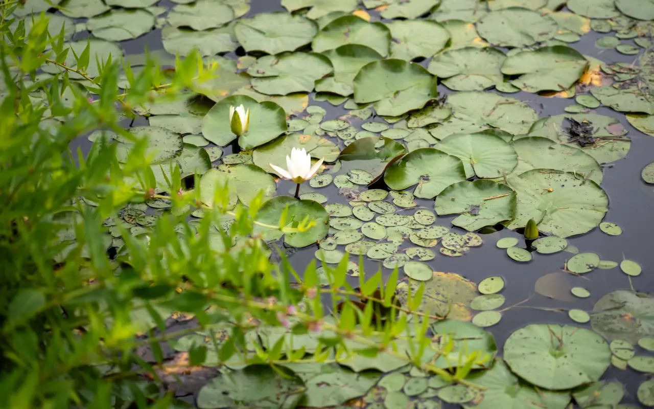 Water lilies on Blackwater Pond in West Tisbury