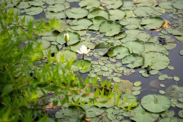Lily pads on Blackwater Pond