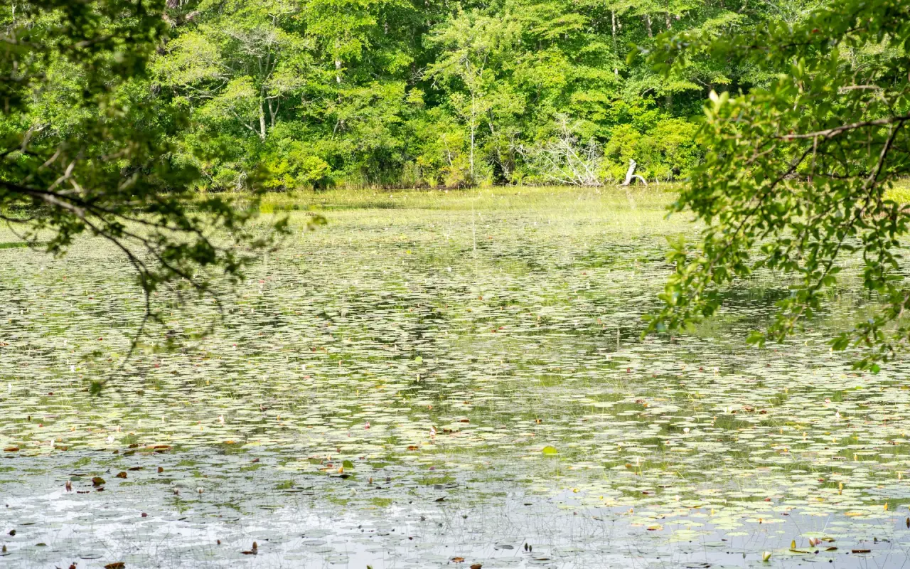 A pond on Martha’s Vineyard