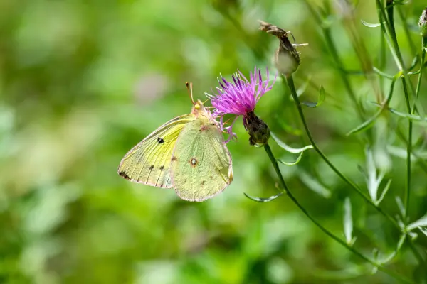 Yellow butterfly feeding on a thistle blossom