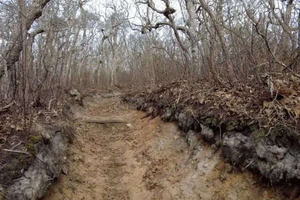 Rutted sandy trail through leafless woods at Cedar Tree Neck