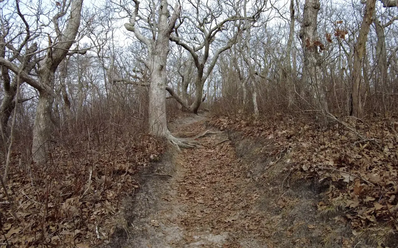 A trail at Cedar Tree Neck Sanctuary in West Tisbury on Martha’s Vineyard