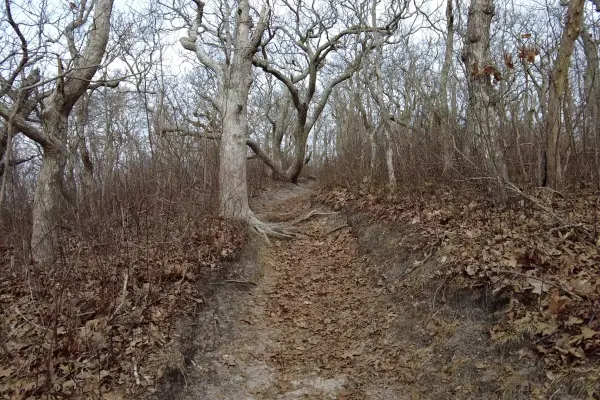 Hiking trail climbing a wooded hill at Cedar Tree Neck
