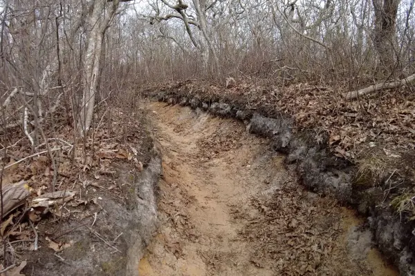 Sandy eroded trail winding through bare woods at Cedar Tree Neck