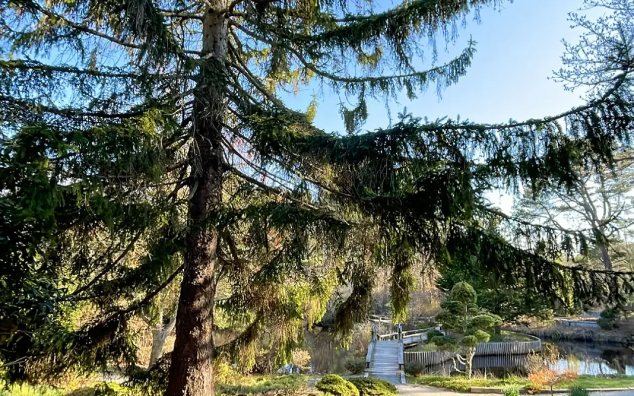 Tall spruce above the footbridge and pond at Mytoi Garden