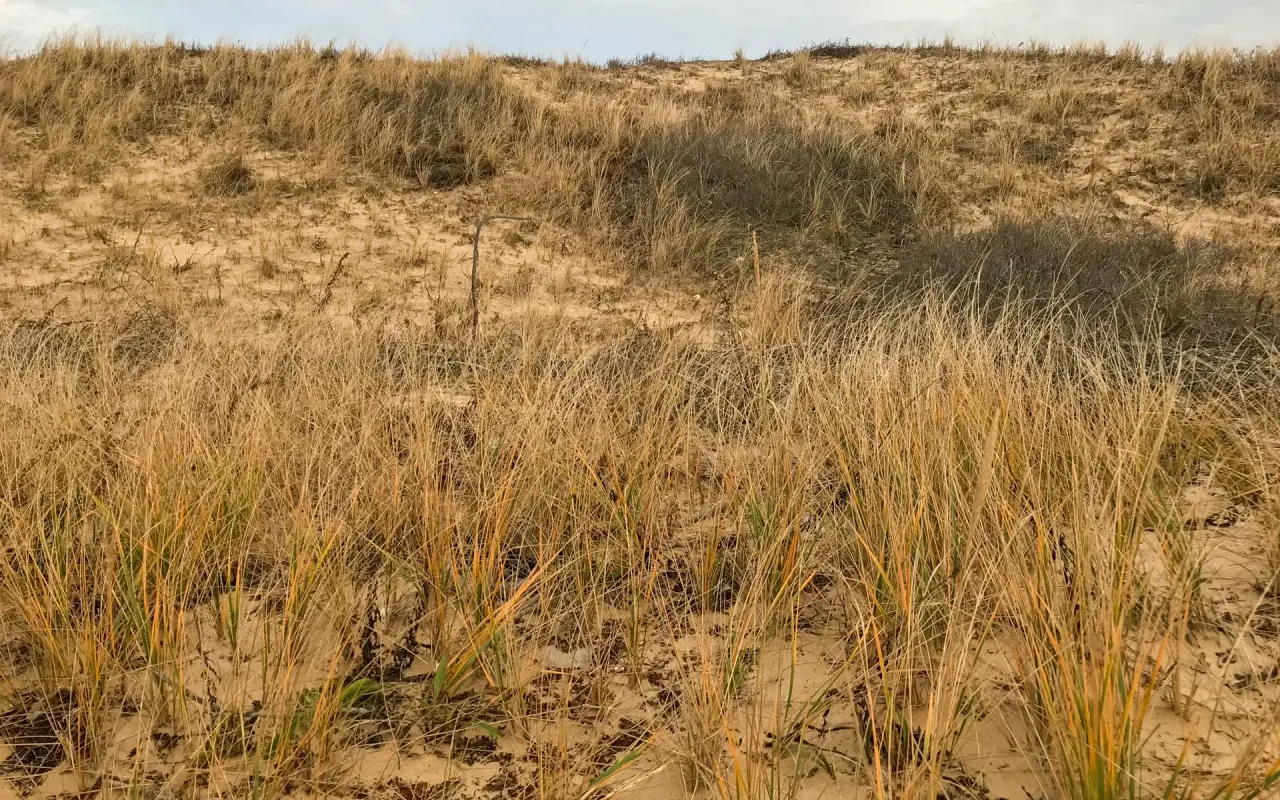Dune grass on the dunes of East Beach on Chappaquiddick