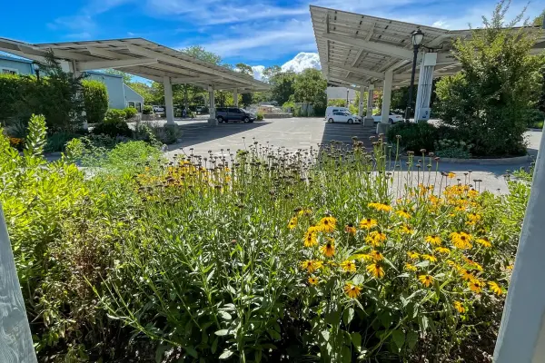 Wildflowers outside Cronig's Market