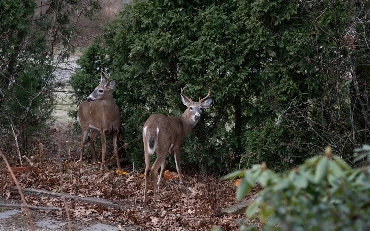 Two deer bucks standing at the edge of brush on Marthas Vineyard