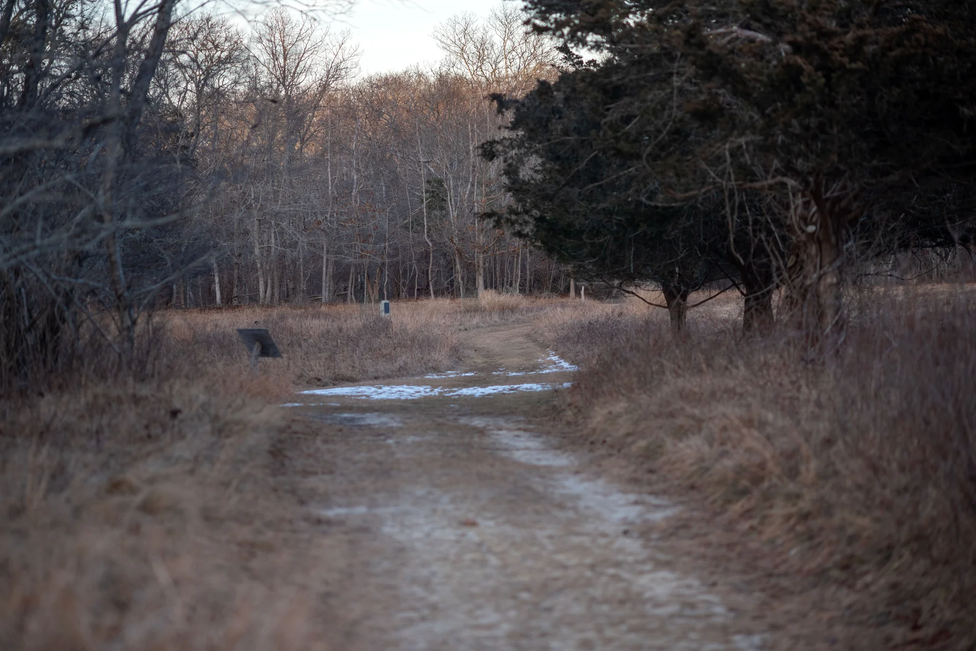 Trail through Felix Neck Wildlife Sanctuary