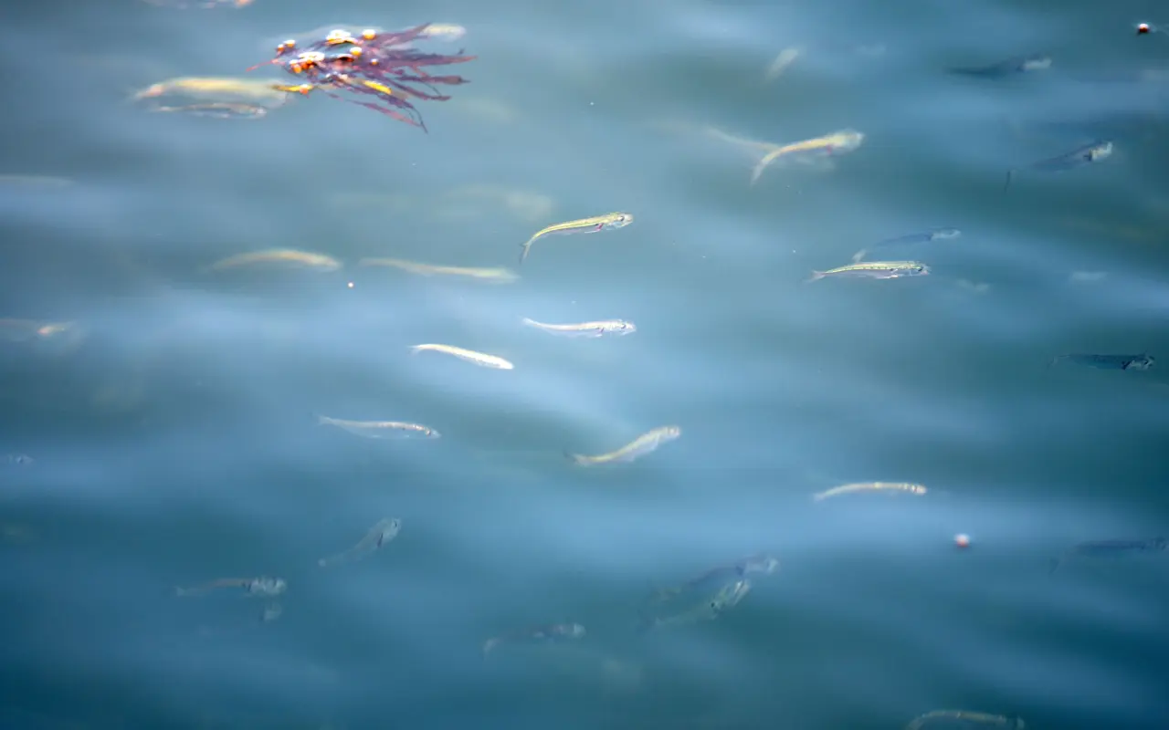 A school of small silver fish swimming just below the surface of blue-green water, a piece of red seaweed floating near them