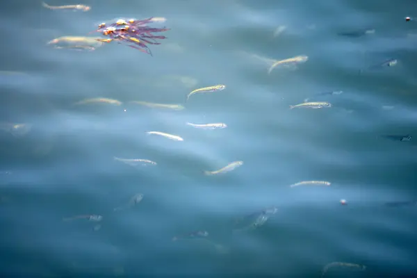 School of small fish just below the water's surface