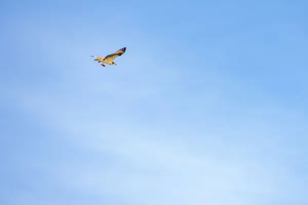 Hawk soaring against a clear blue sky