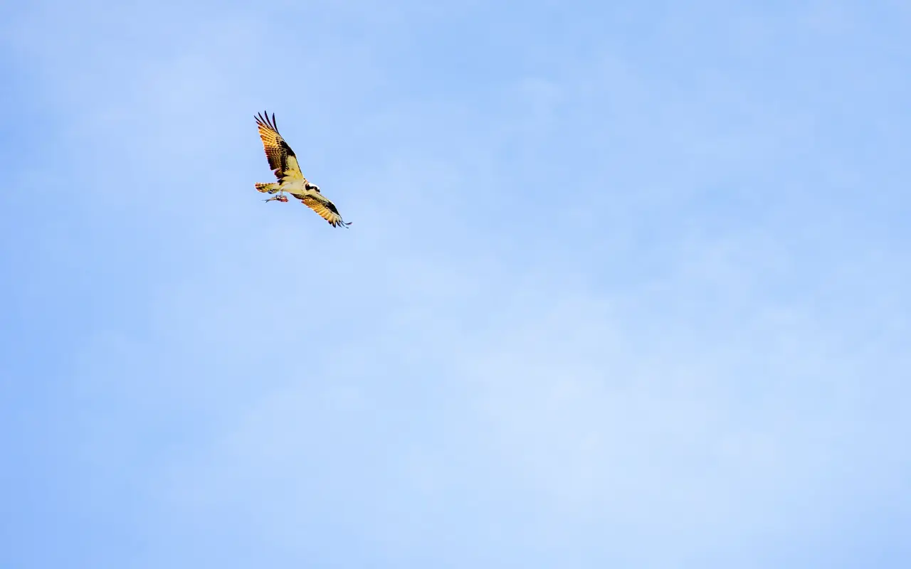 A hawk carrying its catch over Martha's Vineyard