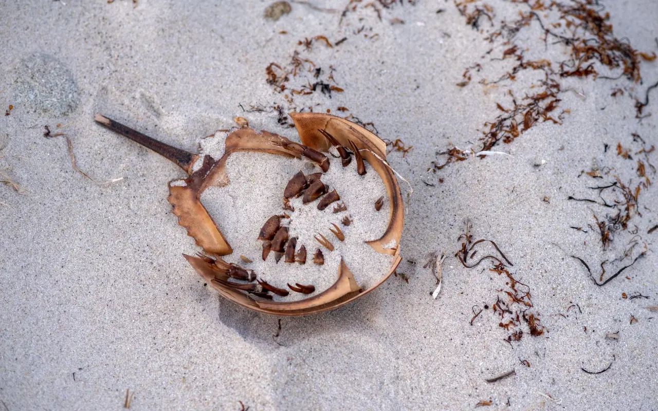 A horseshoe crab on the beach at Oak Bluffs on Martha’s Vineyard