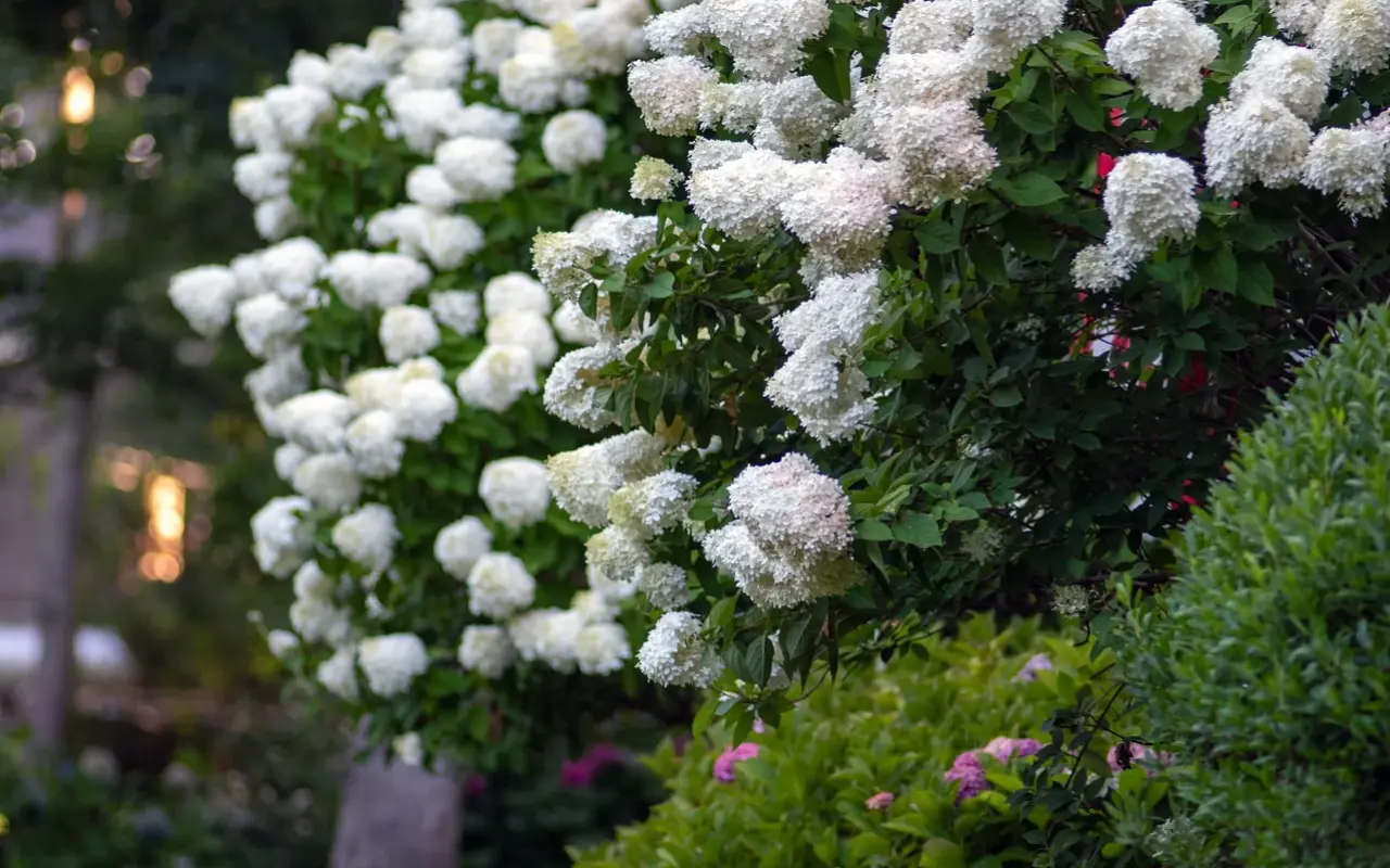 Hydrangeas blooming on Martha’s Vineyard
