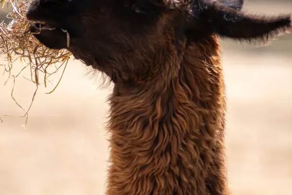 Shaggy dark-coated alpaca eating a mouthful of hay