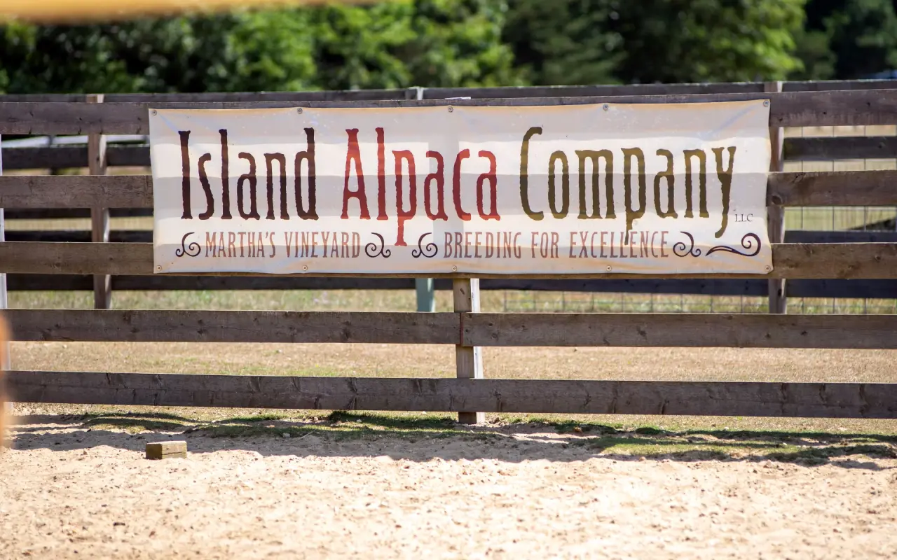 A banner reading Island Alpaca Company on a wooden fence beside a dirt paddock