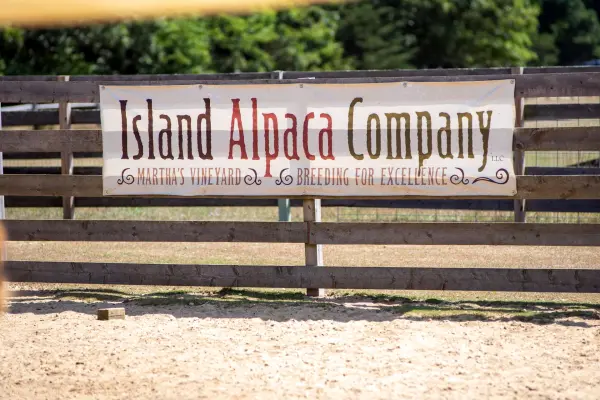 Island Alpaca Company banner on the paddock fence