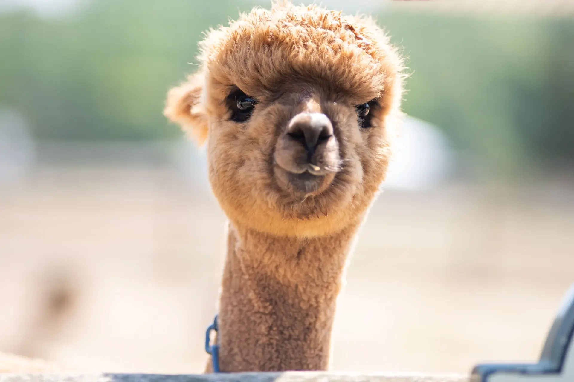 Martha's Vineyard With a Toddler or Baby: Calm Beaches, Rented Gear, the Alpacas and a Nap-Proof Day (2026)