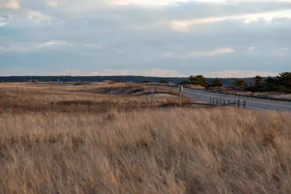 Golden winter dune grass along Beach Road at State Beach