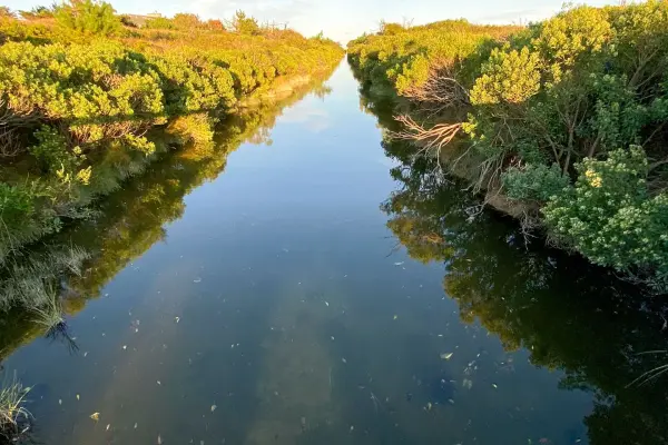 Calm stream running straight through low coastal brush at Katama