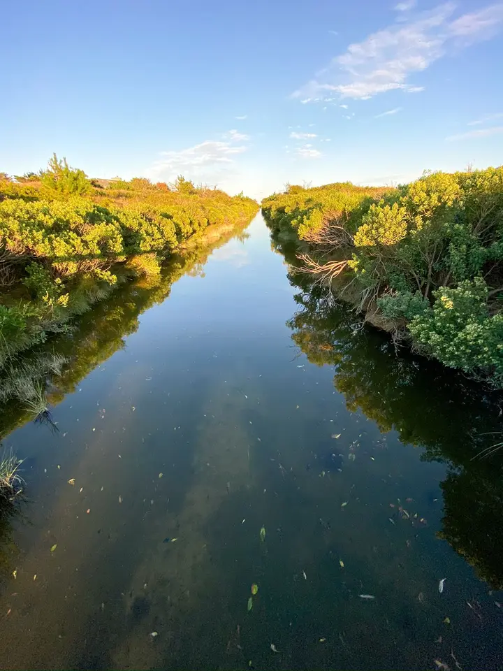 A still straight channel of water running through low coastal scrub at Katama