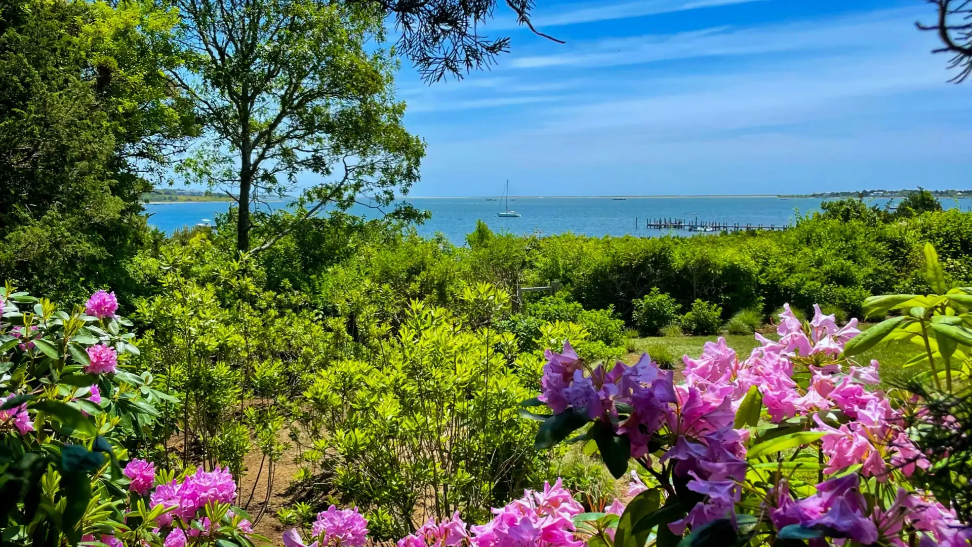 Katama Bay over flowering shrubs on a June day, sailboat at anchor.