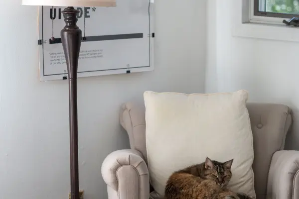 Tabby cat curled up on an armchair