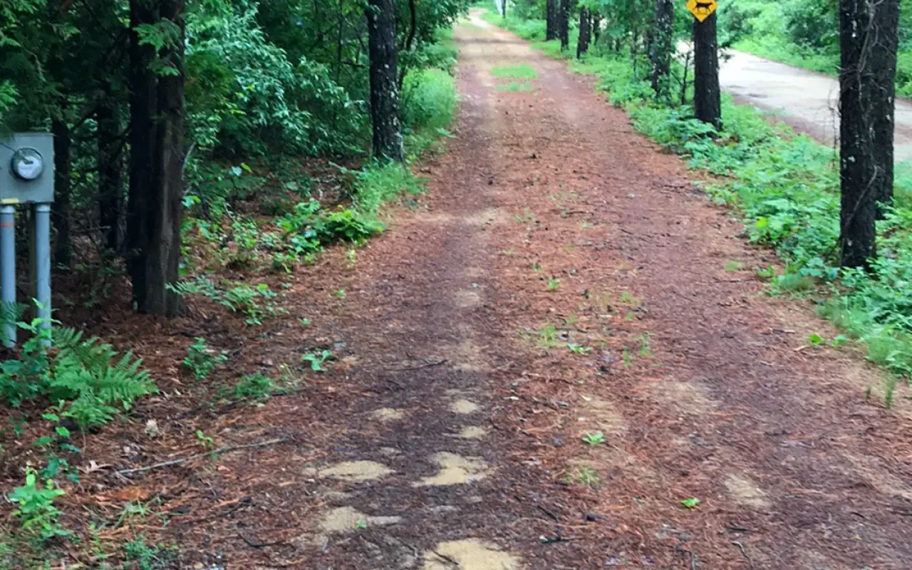 A pine-needle trail through woods on Martha's Vineyard with ferns and brush on both sides
